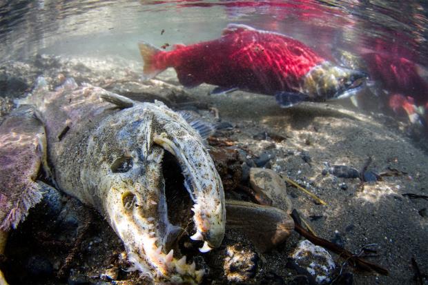  Exploring the Myth: Can Menstrual Blood Attract Sharks?